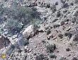 مشاهده چند قلاده گرگ در کوه‌های نی‌ریز + فیلم